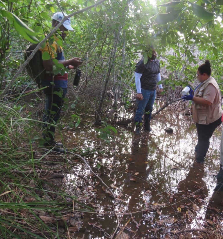 1. Medio Ambiente investiga degradacion de parte de un manglar en Las TerrenasWA0170