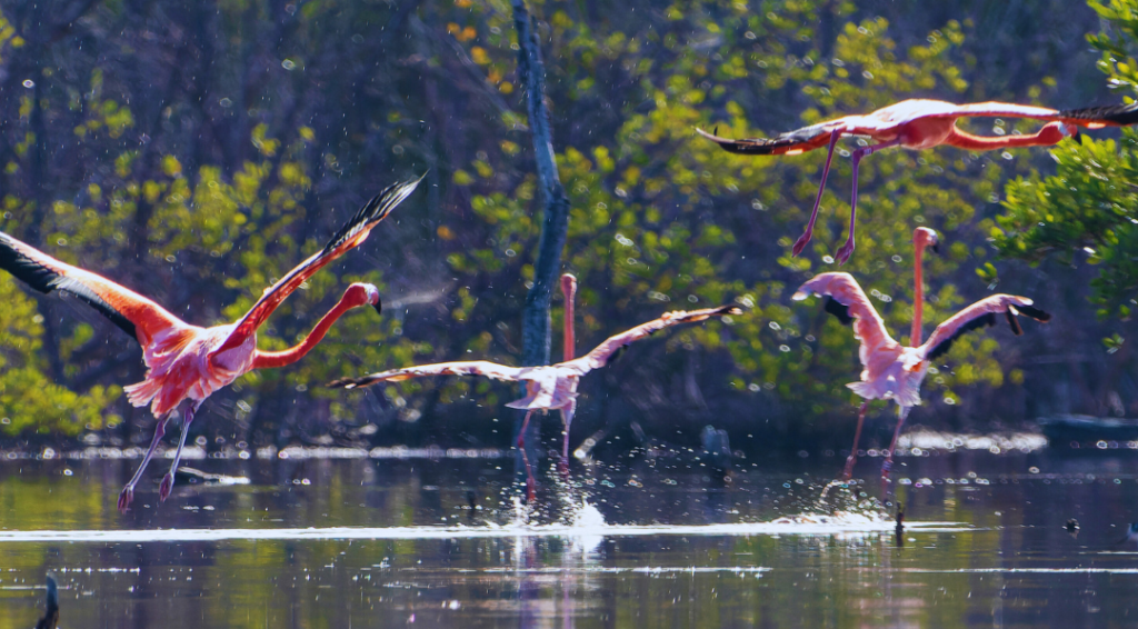 medioambiente logra liberacion de 44 flamencos del proyecto rescate rosado